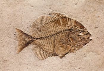 Studying this fish's remains, geologists use the fossil record to learn more about history's aquatic life.