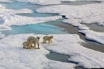 Understanding global climate change, and how to reduce its effects, are very important if we want to protect other species such as polar bears and their habitats.