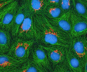 parts of the cell