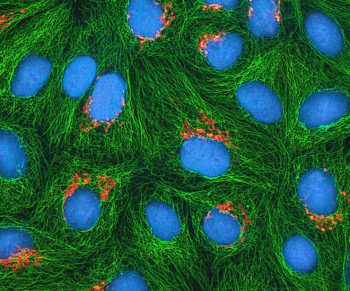 Learn about cell structure with parts of the cell science games.