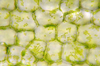 Chloroplasts and cell walls are some of the main differences in plants vs. animals cells.
