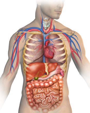 An animation of the human body's organs helps us understand multicellular organisms and their subsystems.