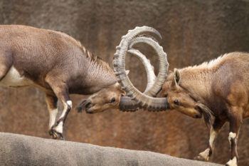 Male rams going head to head, literally, is one of their main animal reproduction strategies to prove their strength and attract a female mate.