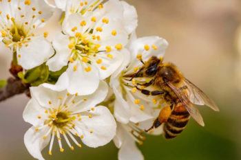 Bees are included in many plant reproduction strategies as they transport pollen between flowers.