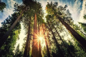 Sequoias have the genetics and favorable environmental factors that allow for huge plant growth.