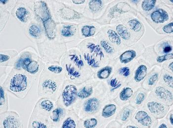 Many individual cells use mitosis, an asexual process, for gene transfer.