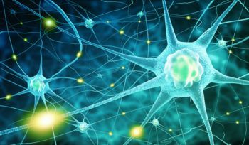 The body's information processing system consists of a vast network of neurons that communicate and send signals for all stimuli we experience.