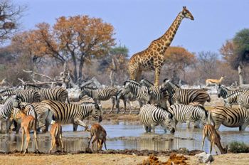 Zebras and giraffes coexist with positive interactions in ecosystems, never doing each other any harm.