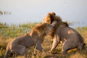Lions fight for competition for resources in ecosystems, perhaps for a mate or for food.