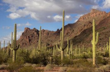 Cacti don't need as many resources as other species for steady growth of individuals and populations.