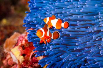 Clown fish have simple, mutually beneficial interactions with one another.