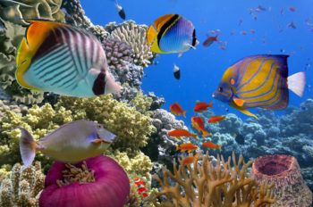 A colorful reef filled with a variety of fish indicates high biodiversity and a healthy ecosystem.