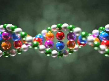 A DNA strand filled with nucleotides is the building block for genes and traits.