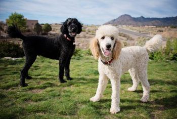 Dogs of the same breed but different color indicate a variation of inherited traits.