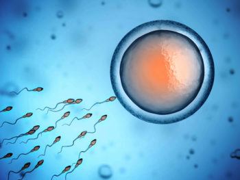 Sperm contribute to genetic variation of offspring when they combine their genetic material with an egg.
