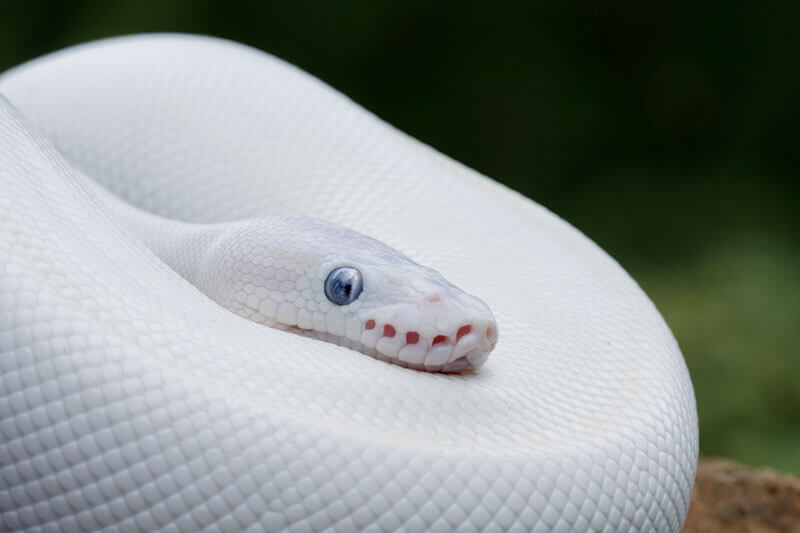 Albino snakes have gene mutations in its DNA.