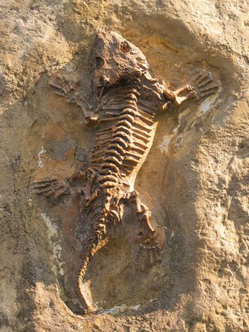 Reconstructing evolutionary history using fossils, in this case that of a reptile.