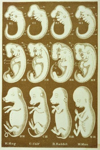 The developmental stages of embryos provides evidence for common ancestry.