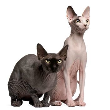 Cats and other pets are often a result of selective breeding.
