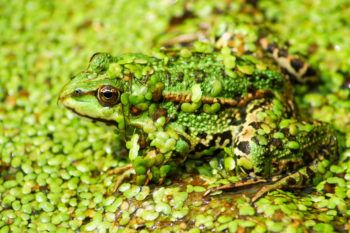 This green frog shows adaptation to its environment through camouflage.