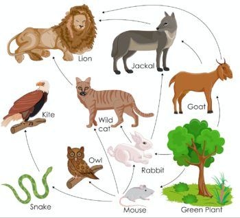 Food webs showing how energy is transferred between plants, rabbits, lions, and other species.