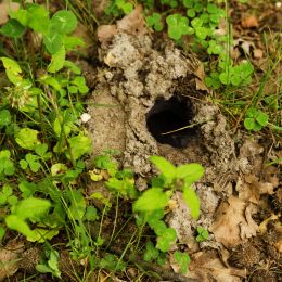 Animal hole in the ground, surrounded by grass