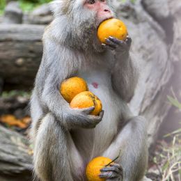 monkey holding 4 oranges and eating one