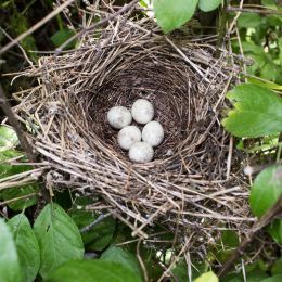 bird nest in a tree with eggs