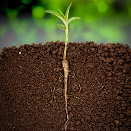 Carrot growing underground with stem sticking above ground