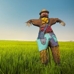 scarecrow in a field