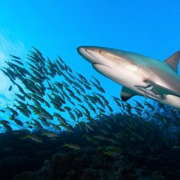 shark near a school of fish