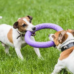 2 dogs playing tug-of-war