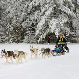 huskies pulling a dogsled