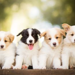 four cute puppies sitting in a row