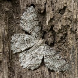 Moth camouflaged onto a tree