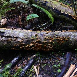 Fallen branch with plants growing on/ around it