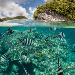 Colorful fish underwater