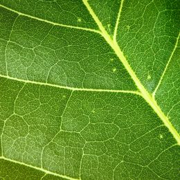 close up picture of leaf