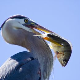 Pelican holding a fish in its mouth