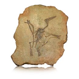 skeleton of a flying animal engraved in a rock