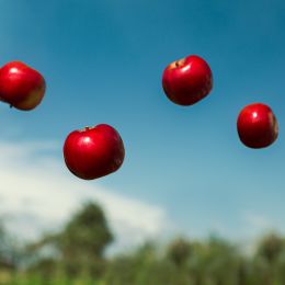 4 apples falling out of the sky