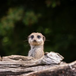 meerkat sticking its head out from behind a large stick