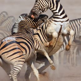2 Zebras fighting