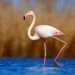 flamingo standing on 1 leg in the water