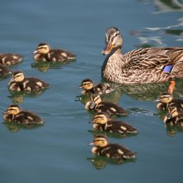 Mother duck and ducklings swimming