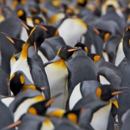 many penguins in a group very close to each other