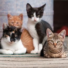 4 cats sitting together, all with very different fur patterns