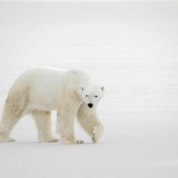 polar bear walking in the snow