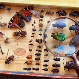 collection of colorful bugs