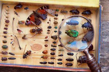 categorize bugs